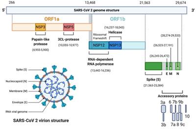 Imaging Techniques: Essential Tools for the Study of SARS-CoV-2 Infection